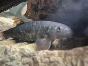 Knabber, Kangalfisch