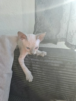 Don Sphynx Kitten Mädchen 