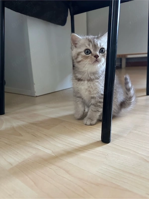 Reinrassige British Kurzhaar Katzen