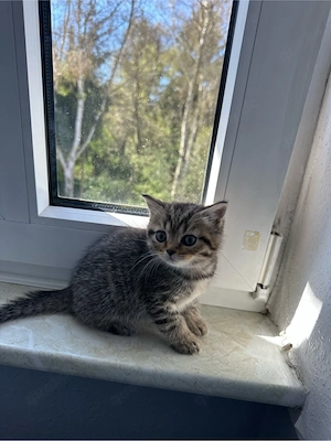 Reinrassige British Kurzhaar Katzen Bild 4