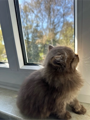 Reinrassige British Kurzhaar Katzen Bild 2