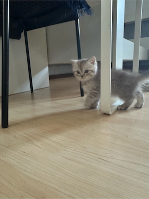 Reinrassige British Kurzhaar Katzen Bild 3