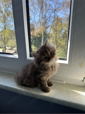 Reinrassige British Kurzhaar Katzen Bild 5