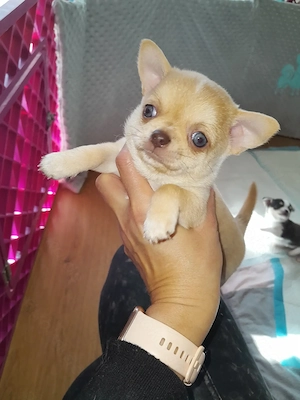 Wunderschöne Chihuahua Welpen in KH