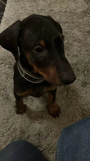 Wunderschöne Dobermann Welpen