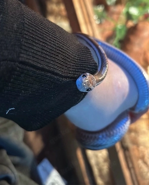 kornnatter willow 2jahre alt sucht zuhause