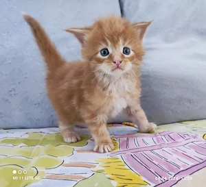 Reinrassige Maine Coon Kitten 