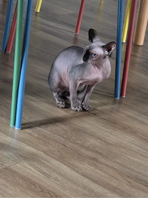 Sphynx-Katze sucht ein neues Zuhause   