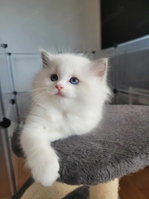 Ragdoll-Kätzchen zu verkaufen und ein neues Zuhause zu suchen