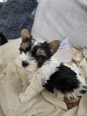 Biewer Yorkshire Terrier