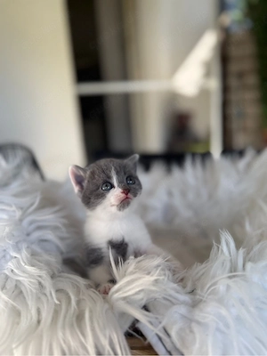Bkh Kitten