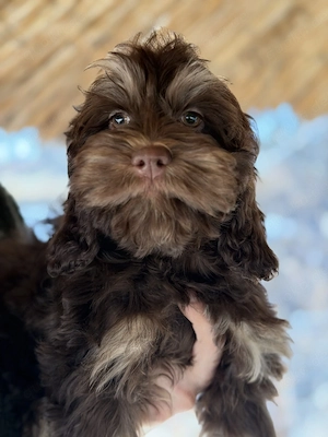  Cockapoo   Choco Hündin  Bild 3