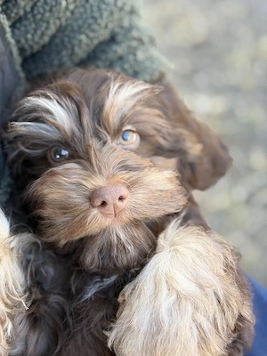  Cockapoo   Choco Hündin  Bild 4