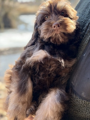  Cockapoo   Choco Hündin  Bild 2