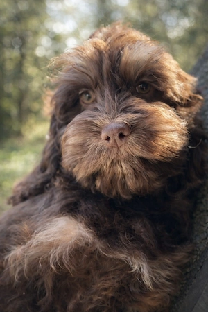  Cockapoo   Choco Hündin 