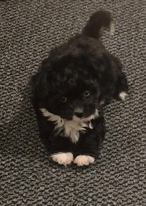 Pudel Chihuahua Mix- Chipoo genannt, weiblich, 10 Wochen, entwurmt