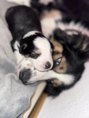 Australien Shepherd Welpen 