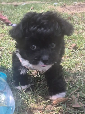 Pudel Chihuahua Mix- Chipoo genannt, weiblich, 10 Wochen, entwurmt Bild 4