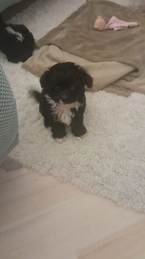 Pudel Chihuahua Mix- Chipoo genannt, weiblich, 10 Wochen, entwurmt Bild 2