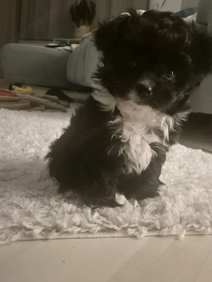 Pudel Chihuahua Mix- Chipoo genannt, weiblich, 10 Wochen, entwurmt Bild 3