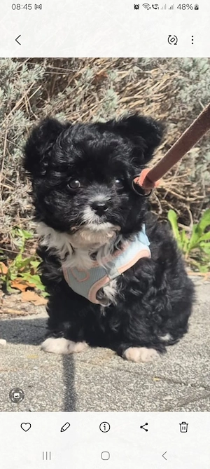 Pudel Chihuahua Mix- Chipoo genannt, weiblich, fast 10 Wochen, entwurmt