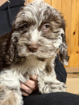  Cockapoo - Choco, Merle Bild 4