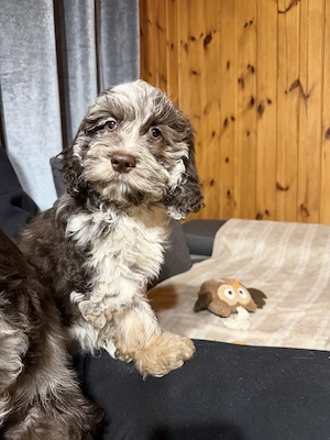  Cockapoo - Choco, Merle Bild 3