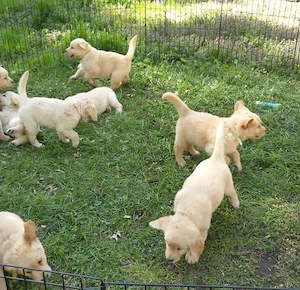 Golden Retriever jetzt verfügbar