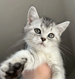 der Simsim sucht eine liebes volles zuhause