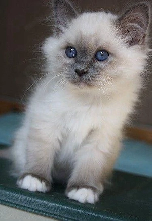 Ragdoll-Kätzchen zu verkaufen und ein neues Zuhause zu suchen