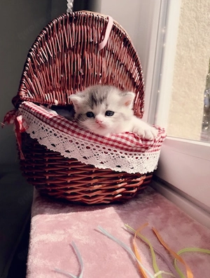 Zuckersüsse Reinrassige Bkh Kitten