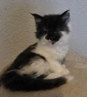 Maine Coon Kitten 