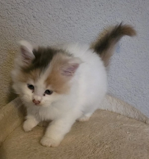 Maine Coon Kitten 