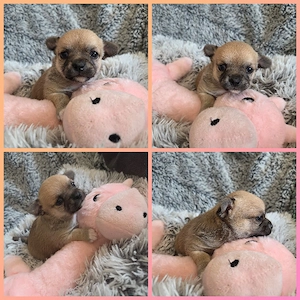 3 Zuckersüße Reinrassige Chihuahua   Bild 5