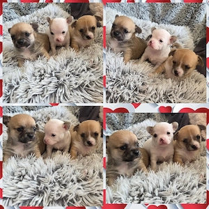3 Zuckersüße Reinrassige Chihuahua 