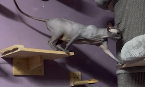 katze vier jahre alt 