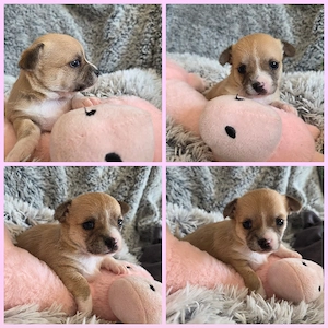 3 Zuckersüße Reinrassige Chihuahua   Bild 6