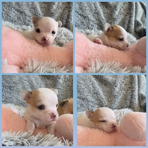 3 Zuckersüße Reinrassige Chihuahua   Bild 3