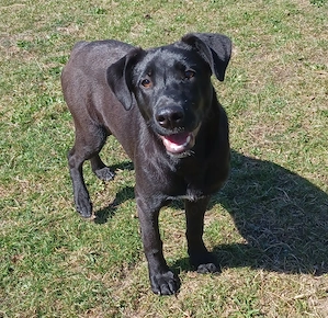 Aron, a.d.Tierschutz, sucht Happy-Home 