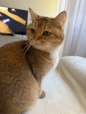 Reine, britische Kurzhaar fast 2 jahre alt