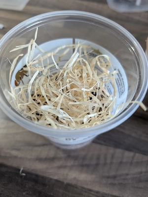 Terfly Zuchtansätze (Stummelfliege) Bild 2