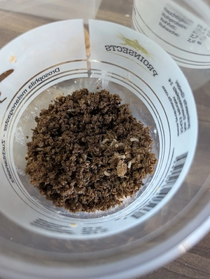 Terfly Zuchtansätze (Stummelfliege)