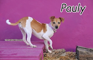 Wer schenkt Pauly, dieser süßen, kleinen Hündin die Chance auf ein neues Leben? 