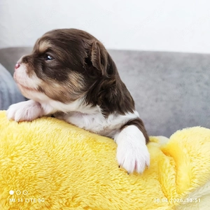 Reinrassige Chihuahua Welpen 