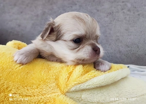 Reinrassige Chihuahua Welpen 