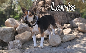 Wer lässt Lorie, diese kleine Zaubermaus, in sein Leben und schenk ein Zuhause?