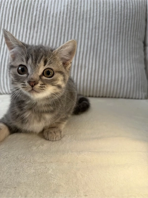 bkh katze 14.01.2026 geboren 