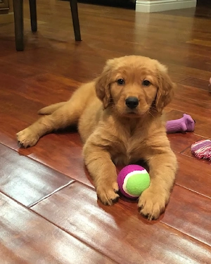 Süßer Golden-Retriever-Welpe.