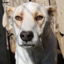 Cloud ca. 48 cm   Die ruhige Seele