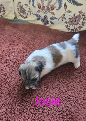 Reinrassige Havaneser-Welpen 